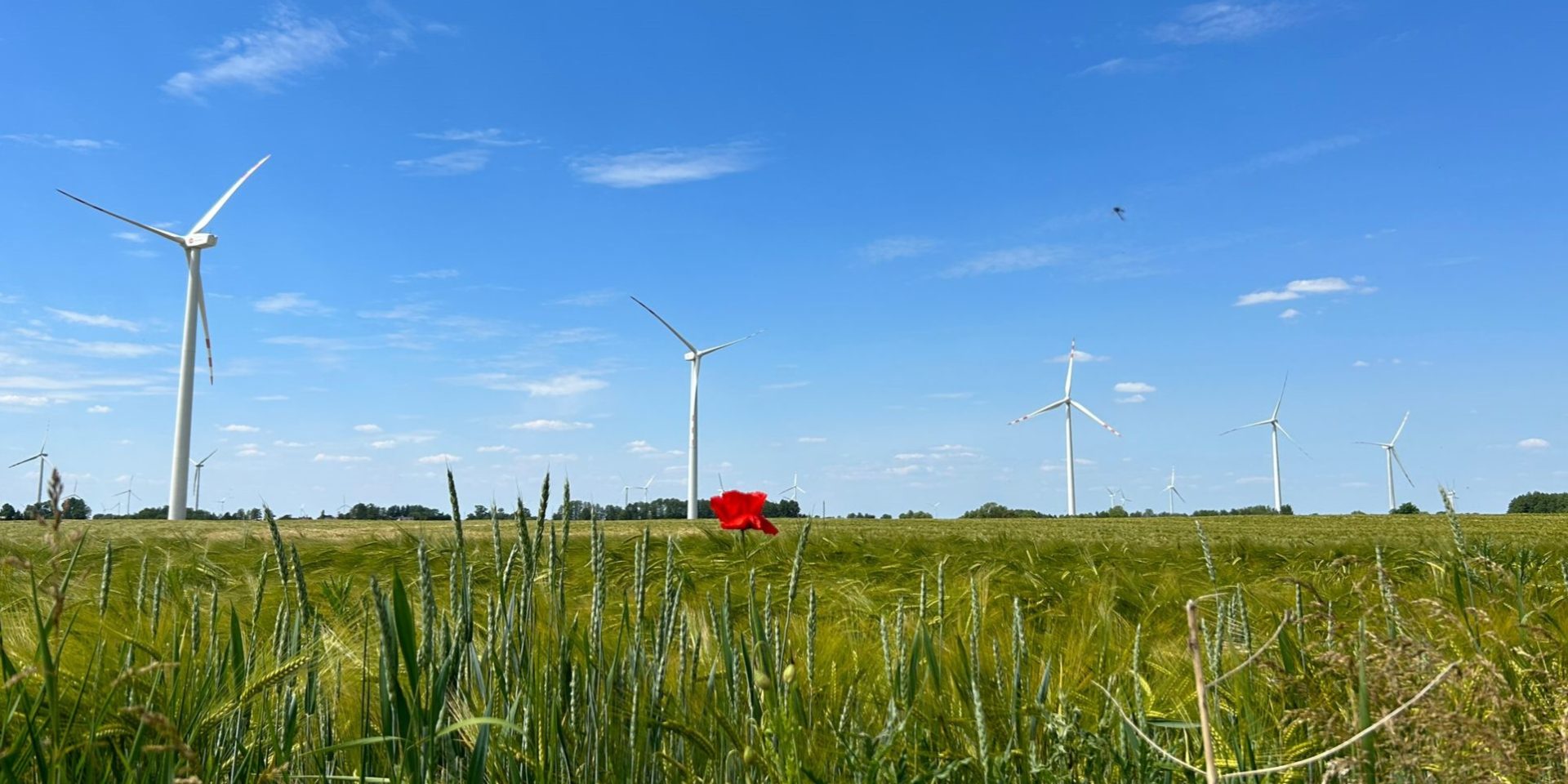 wind turbines in a field
